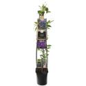 Paarse bosrank (Clematis "The President") klimplant 120 cm