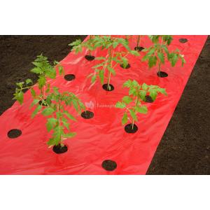 Kweekfolie voor tomaten 0.95 x 10 m
