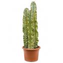 Euphorbia cactus ingens marmorata trio kamerplant