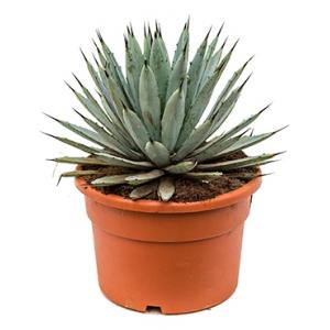 Agave macroacantha L kamerplant