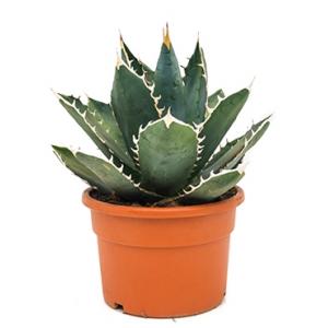 Agave titanova M kamerplant