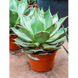 Agave titanova S kamerplant