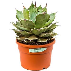 Agave titanova L kamerplant