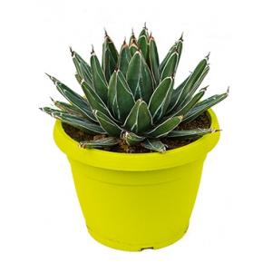 Agave victoria reginae A kamerplant