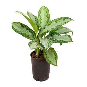 Aglaonema silver bay XS hydrocultuur plant