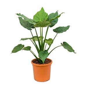 Alocasia cucullata L kamerplant