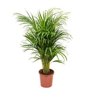 Areca Palm lutescens S kamerplant