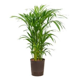 Areca palm lutescens hydrocultuur plant