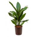 Aspidistra elatior M hydrocultuur plant