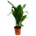 Aspidistra elatior L kamerplant