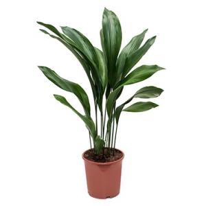 Aspidistra elatior M kamerplant