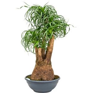 Beaucarnea recurvata freddie