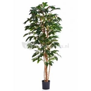 Kunstplant Coffea arabica M