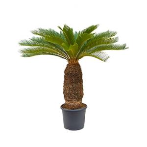 Cycas Palm revoluta stam XXL kamerplant