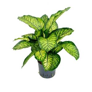 Dieffenbachia maroba hydrocultuur plant