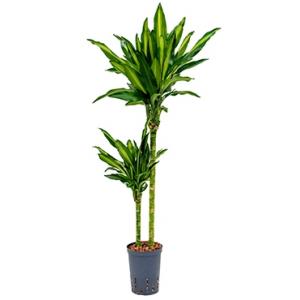 Dracaena cintho santa maria hydrocultuur plant