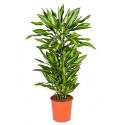 Dracaena cintho L kamerplant