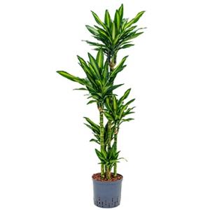 Dracaena cintho salvador hydrocultuur plant