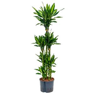 Dracaena cintho recife hydrocultuur plant