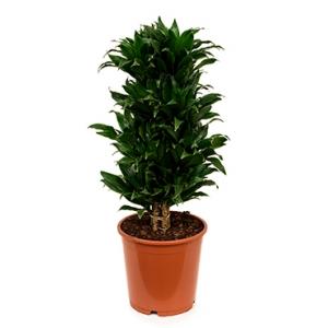 Dracaena compacta L kamerplant