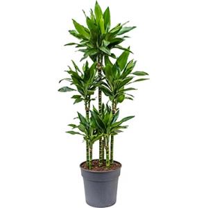 Dracaena janet lind XXXL kamerplant