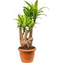 Dracaena massangeana XXL kamerplant