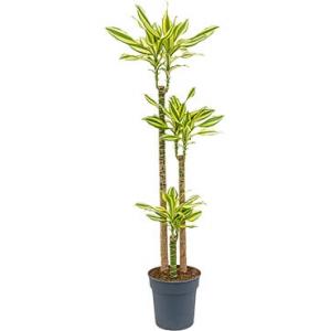 Dracaena steudneri sol M kamerplant