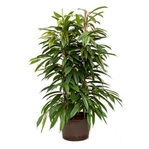 Ficus amstel king 2pp hydrocultuur plant