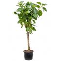 Ficus benghalensis altissima kamerplant