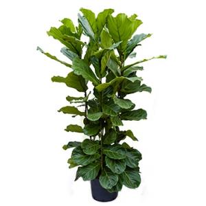 Ficus lyrata 4pp hydrocultuur plant