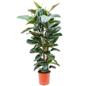 Ficus robusta XL kamerplant