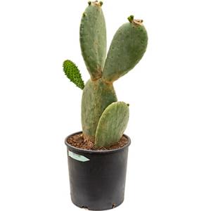 Opuntia cactus indica M kamerplant