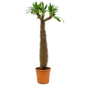 Pachypodium Palm lamerei L kamerplant