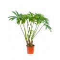 Philodendron fun bun kamerplant