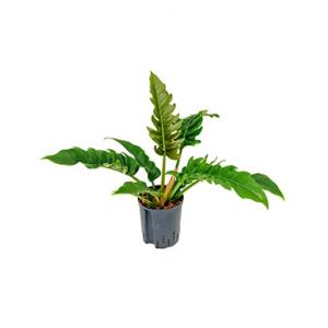 Philodendron narrow hydrocultuur plant