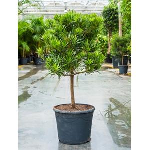 Podocarpus latifolius stam bonsai kamerplant