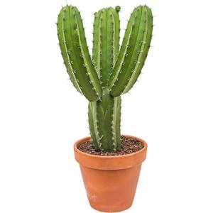 Polaskia cactus chichipe L2 kamerplant