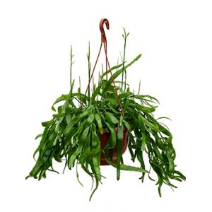 Rhipsalis ramaloris hangplant