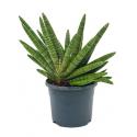 Sansevieria bocel M kamerplant