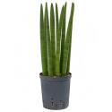 Sansevieria cylindrica straight S hydrocultuur plant