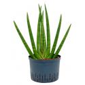 Sansevieria cylindrica sunshine L hydrocultuur plant