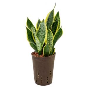 Sansevieria futura superba S hydrocultuur plant