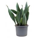 Sansevieria gongo L kamerplant