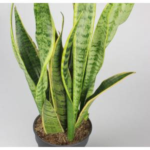 Sansevieria laurentii XXS kamerplant