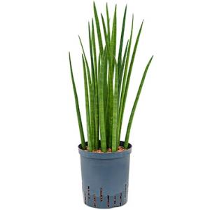 Sansevieria spikes M hydrocultuur plant