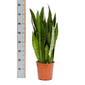 Sansevieria zeylanica adana kamerplant