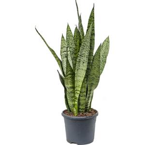 Sansevieria zeylanica inli kamerplant