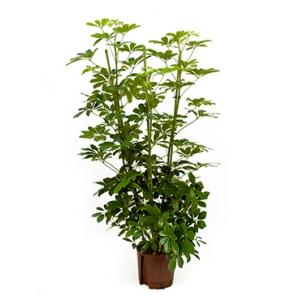 Schefflera arboricola 4pp hydrocultuur plant