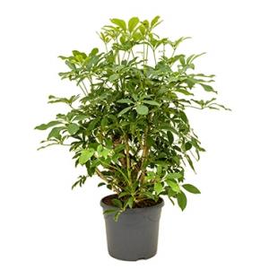 Schefflera arboricola vertakt S kamerplant