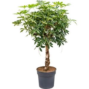 Schefflera arboricola stam kamerplant